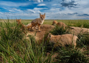Foxes in the field
