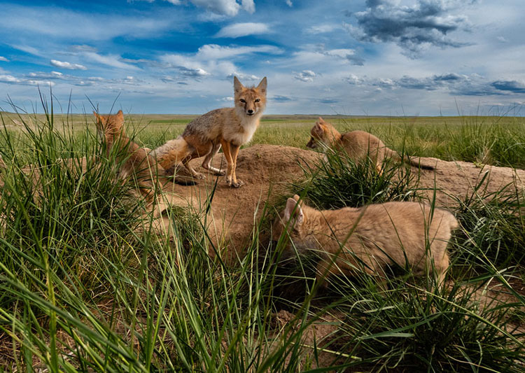 Foxes in the field